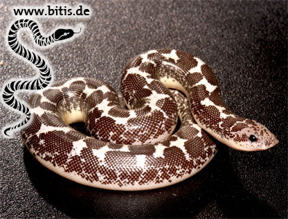 Eryx colubrinus loveridgei - Anerytristic
