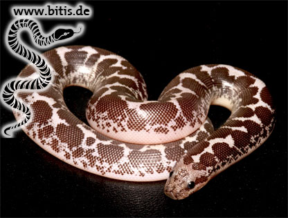 Eryx colubrinus loveridgei - Anerytristic