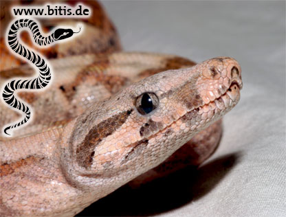 Hog Island Boa - Boa consrictor imperator