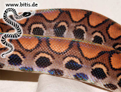 Rote Regenbogenboa | Epicrates c. cenchria