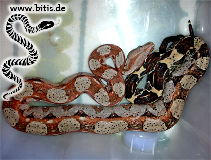 Boa constrictor imperator