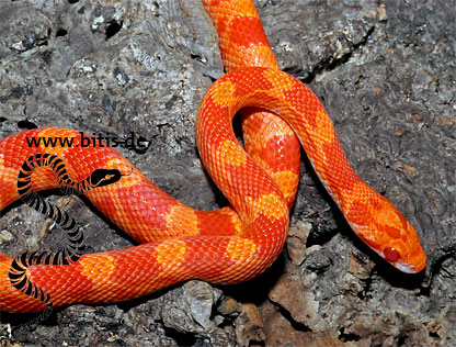 Sunglow Kornnatter - Pantherophis guttatus