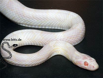 Blizzard Kornnatter - Pantherophis guttatus