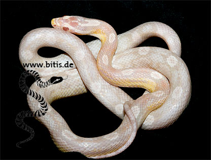 Snow Motley Jungtier - Pantherophis guttatus