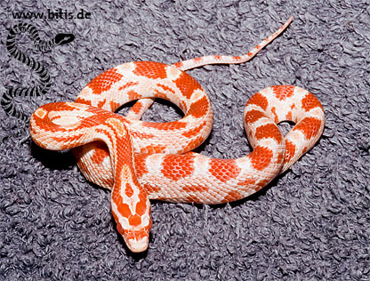 Albino - Amelansistic Kornnnattter - Pantherophis guttatus