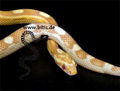 Butter Motley Kornnatter - Pantherophis guttatus