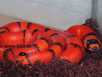 Lampropeltis triangulum hondurensis