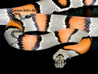Lampropeltis alterna blairi