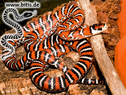 Chihuahua Bergkönigsnatter