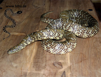 Florida Kettennatter - Lampropeltis getula floridana