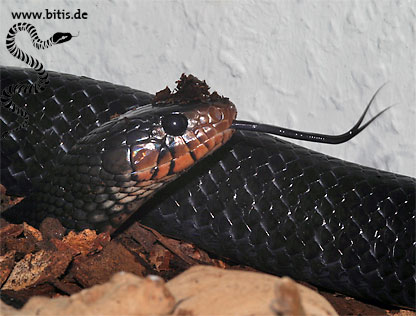 Drymarchon corais couperi - Indigonatter