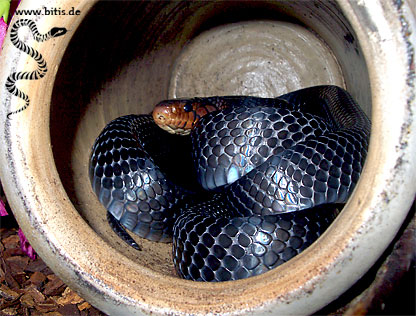 Drymarchon corais couperi - Indigonatter