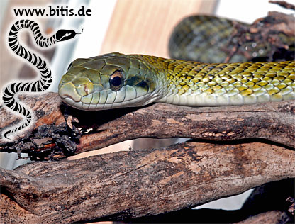 Elaphe climacophora | Inselnatter