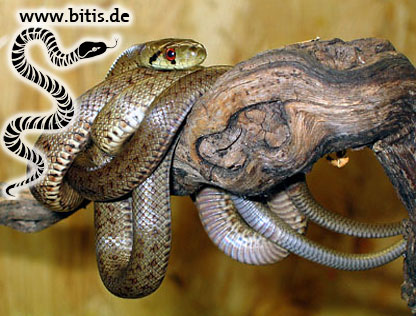 Italienische Äskulapnatter - Zamensis lineatus