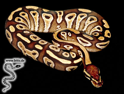 Königspython - Python regius - Mojave