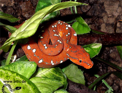 Grüner Baumpython - Morelia viridis - SORONG