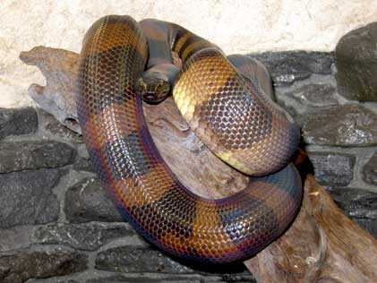 Bismarckpython