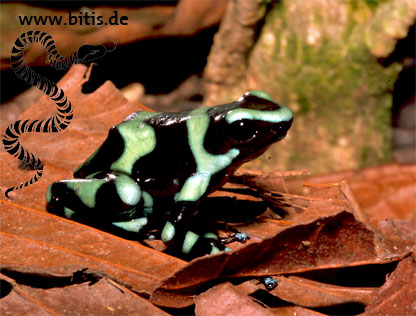 Goldbaumsteiger - Dendrobates auratus