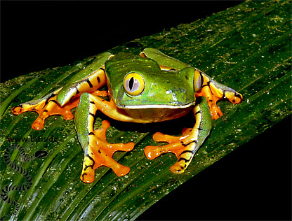 Agalychnis calcarife - Greiffrosch