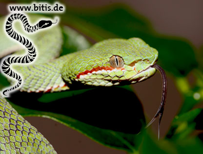 Rote Bambusnatter | Oreophis porphyraceus coxi