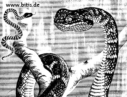 Waglers - Lanzenotter - Bleistiftzeichung