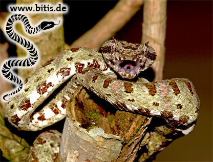 Bothriechis schlegelii - Greifschwanz Lanzenotter