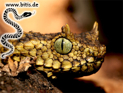Usambara-Buschviper | Atheris ceratophora