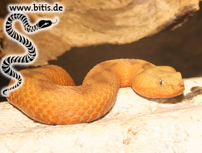 Vipera ammodytes