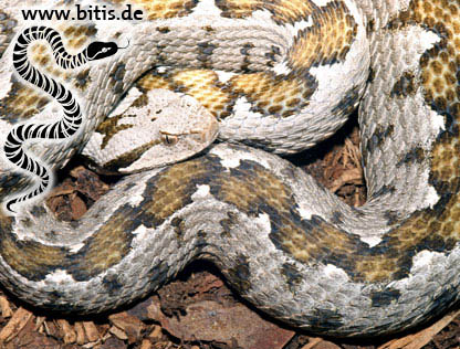 Vipera xanthina