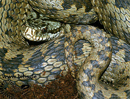 Vipera berus