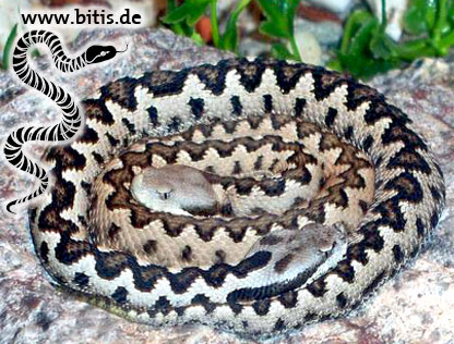 Vipera latastei gaditana
