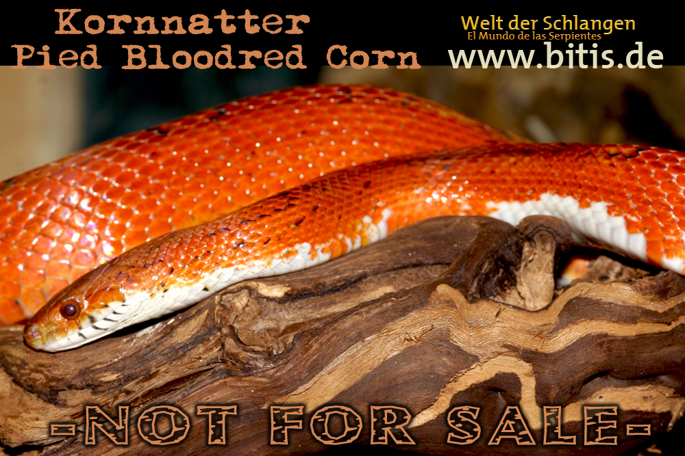 Kornnatter | PIED BLOODRED CORN