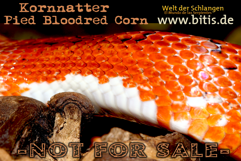 Kornnatter | PIED BLOODRED CORN