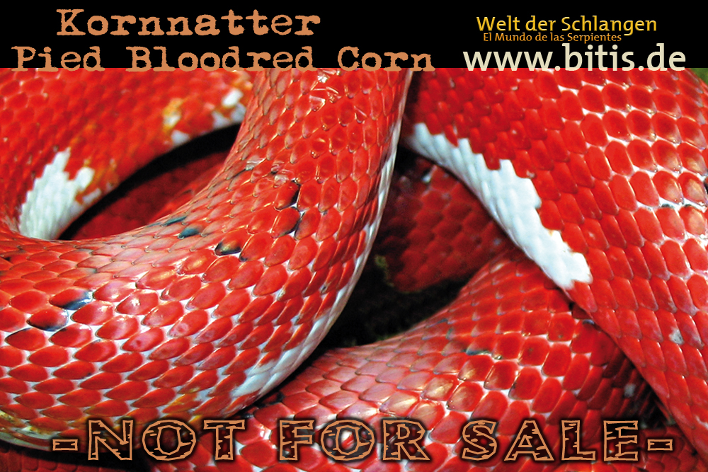 Kornnatter | PIED BLOODRED CORN