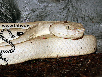 Parias Trimerusurus mcgregori - Pit Viper
