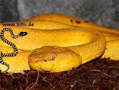 Parias Trimerusurus mcgregori - Pit Viper