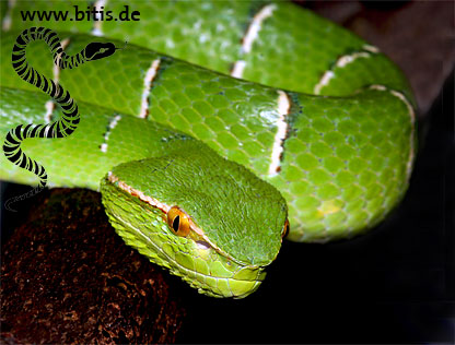 Tropidoleamus wagleri - Pit Viper