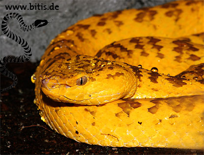 Parias Trimerusurus mcgregori - Pit Viper
