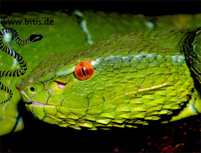 Tropidoleamus wagleri - Pit Viper