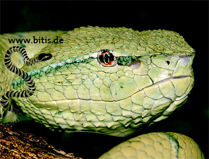 Tropidoleamus wagleri - Pit Viper