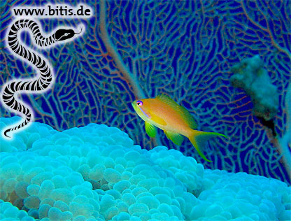 Haremsfahnenbarsch - Red Sea